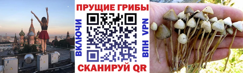 Псилоцибиновые грибы ЛСД  Слюдянка 